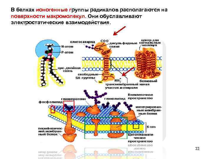 В белках ионогенные группы радикалов располагаются на поверхности макромолекул. Они обуславливают электростатические взаимодействия. 22