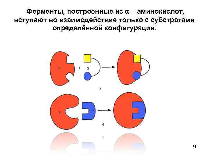  Ферменты, построенные из α – аминокислот, вступают во взаимодействие только с субстратами определённой