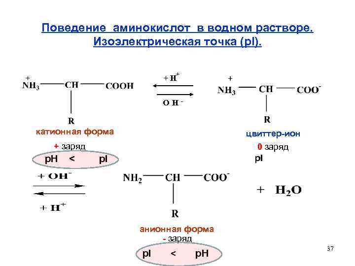 Поведение аминокислот в водном растворе. Изоэлектрическая точка (p. I). + +H OH- катионная форма