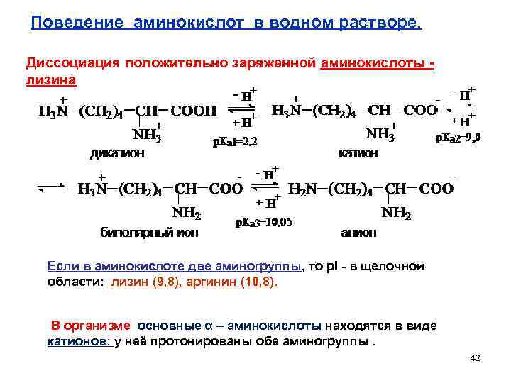 Поведение аминокислот в водном растворе. Диссоциация положительно заряженной аминокислоты - лизина Если в аминокислоте