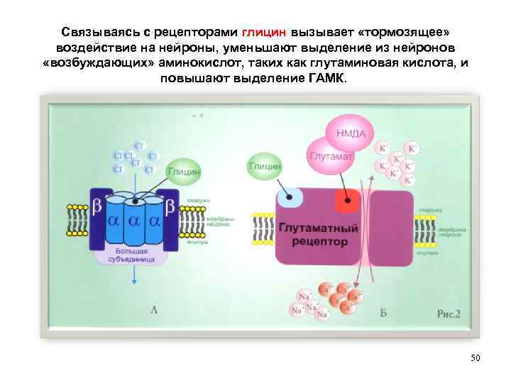 Связываясь с рецепторами глицин вызывает «тормозящее» воздействие на нейроны, уменьшают выделение из нейронов «возбуждающих»