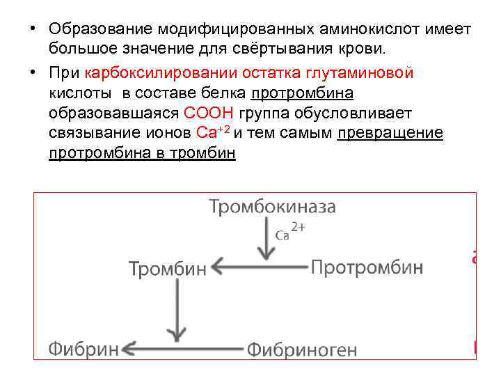  • Образование модифицированных аминокислот имеет большое значение для свёртывания крови. • При карбоксилировании