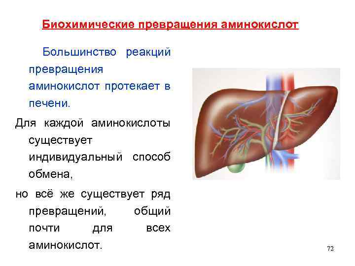 Биохимические превращения аминокислот Большинство реакций превращения аминокислот протекает в печени. Для каждой аминокислоты существует