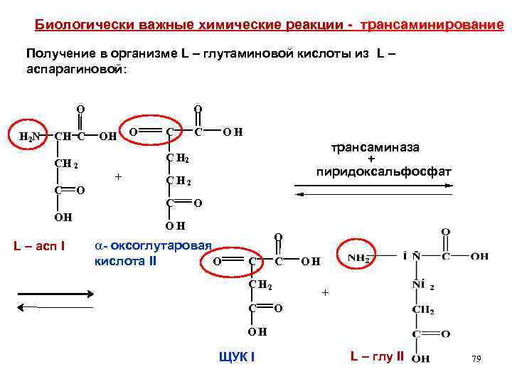 Трансаминирование аланина