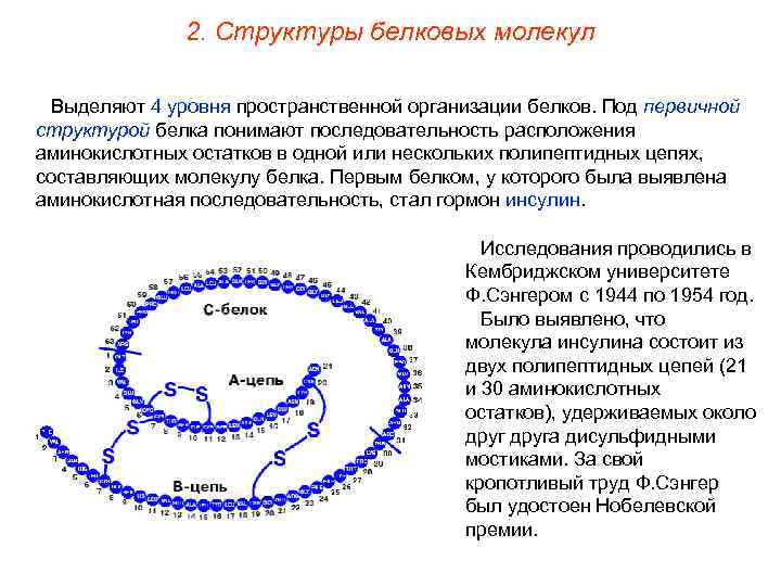 2. Структуры белковых молекул Выделяют 4 уровня пространственной организации белков. Под первичной структурой белка