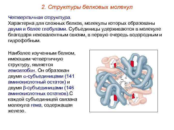 2. Структуры белковых молекул Четвертичная структура. Характерна для сложных белков, молекулы которых образованы двумя