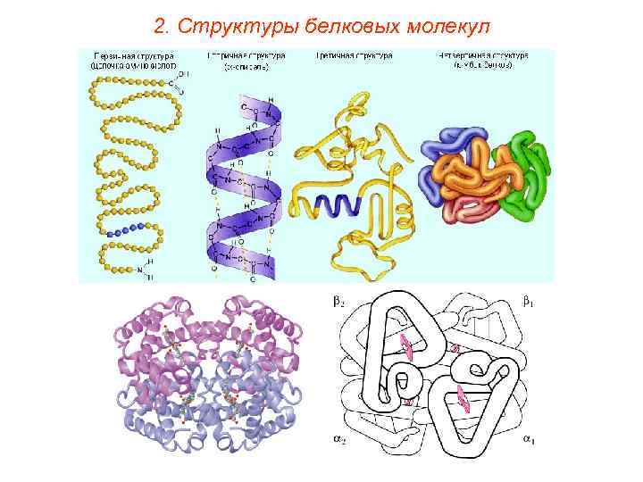 2. Структуры белковых молекул 