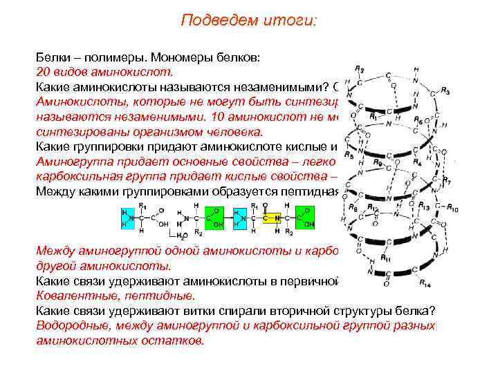 Подведем итоги: Белки – полимеры. Мономеры белков: 20 видов аминокислот. Какие аминокислоты называются незаменимыми?