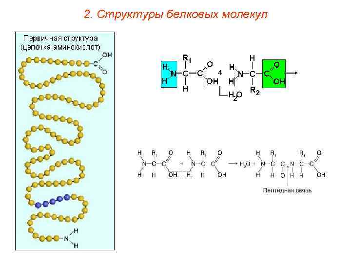 2. Структуры белковых молекул 