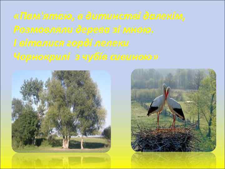  «Пам'ятаю, в дитинстві далекім, Розмовляли дерева зі мною. І віталися горді лелеки Чорнокрилі