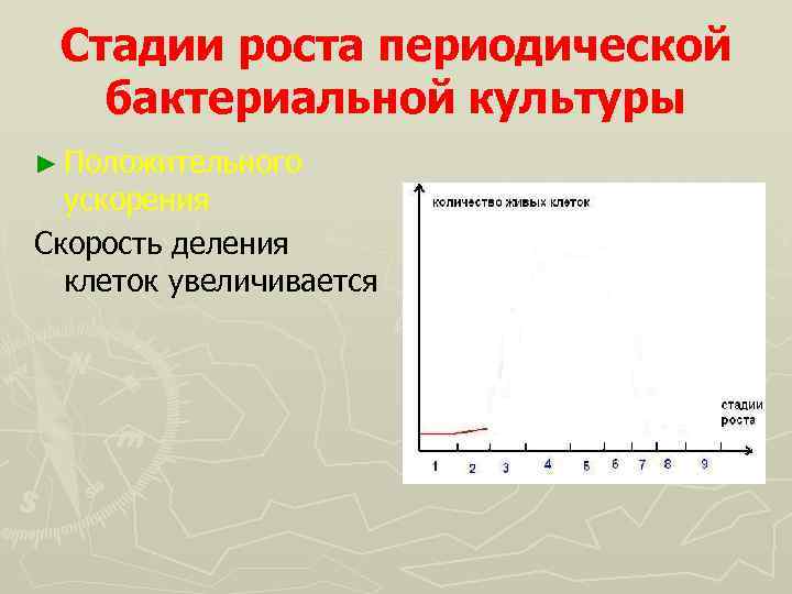 Стадии роста периодической бактериальной культуры ► Положительного ускорения Скорость деления клеток увеличивается 