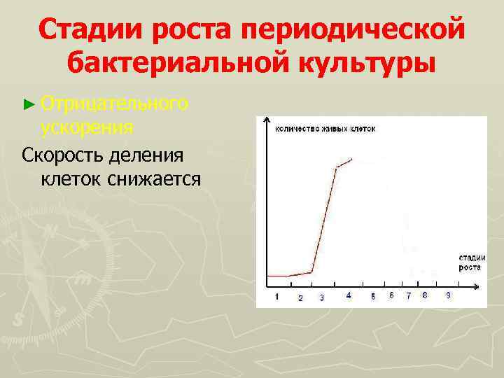 Стадии роста периодической бактериальной культуры ► Отрицательного ускорения Скорость деления клеток снижается 