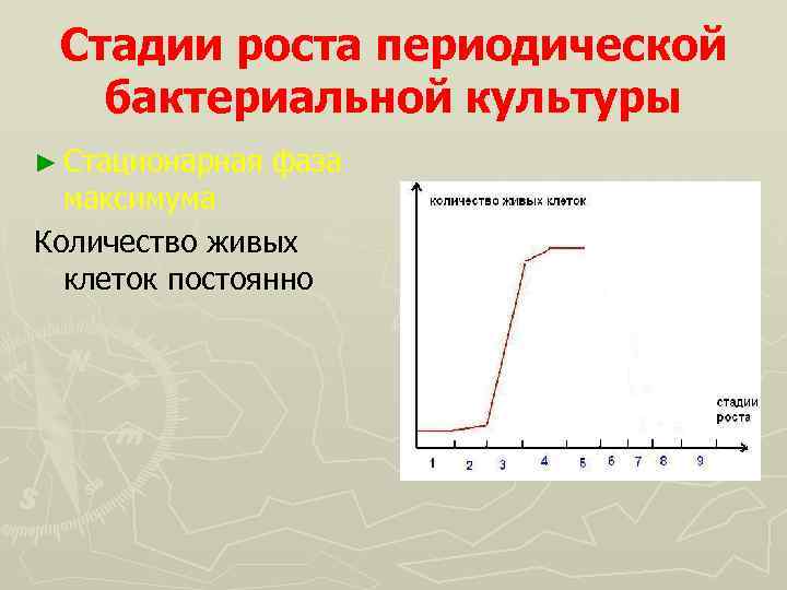 Стадии роста периодической бактериальной культуры ► Стационарная фаза максимума Количество живых клеток постоянно 