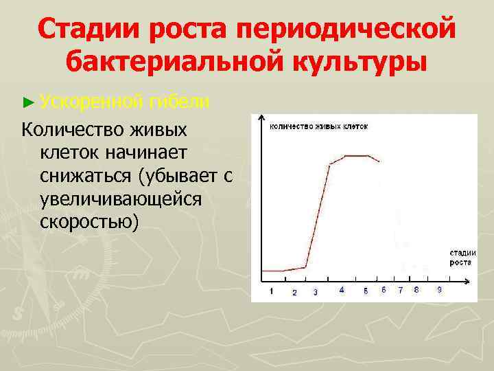 Стадии роста периодической бактериальной культуры ► Ускоренной гибели Количество живых клеток начинает снижаться (убывает