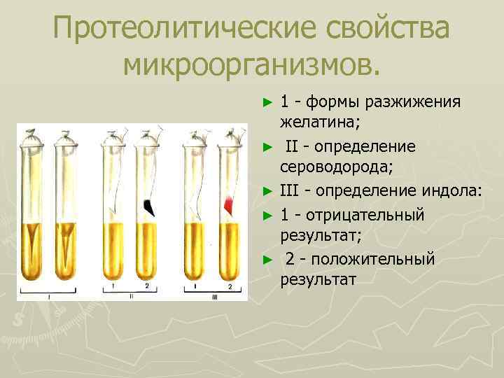 Протеолитические свойства микроорганизмов. ► ► ► 1 - формы разжижения желатина; II - определение