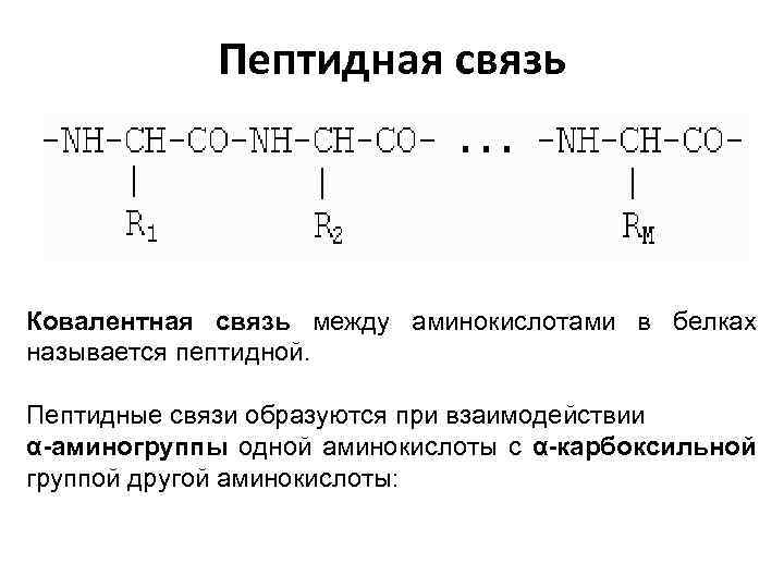 Пептидная связь Ковалентная связь между аминокислотами в белках называется пептидной. Пептидные связи образуются при