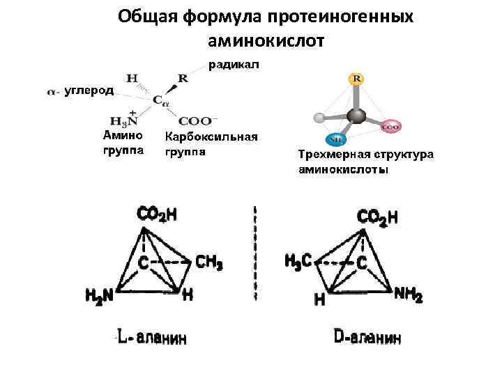 Общая формула протеиногенных аминокислот 