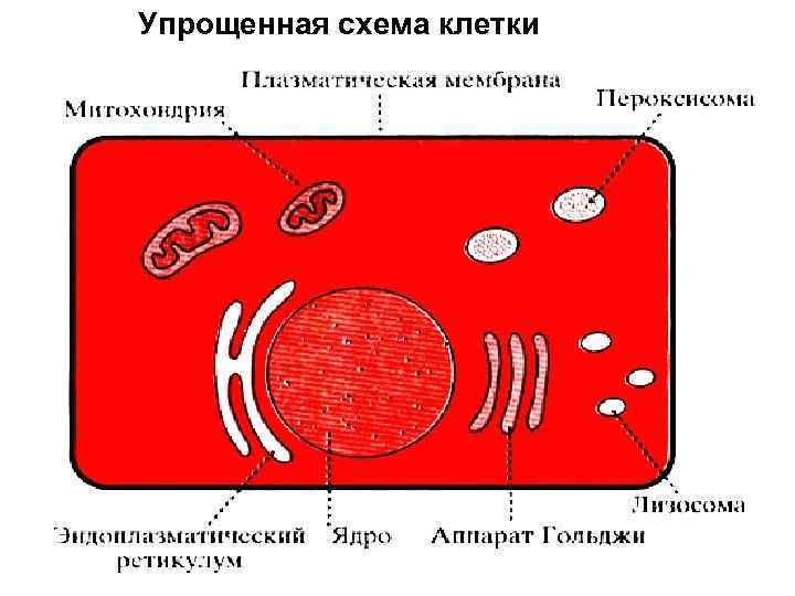 Упрощенная схема клетки 