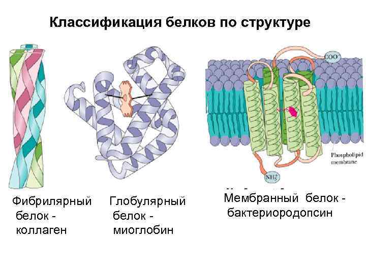 Классификация белков по структуре Фибрилярный белок - коллаген Глобулярный белок - миоглобин Мембранный белок