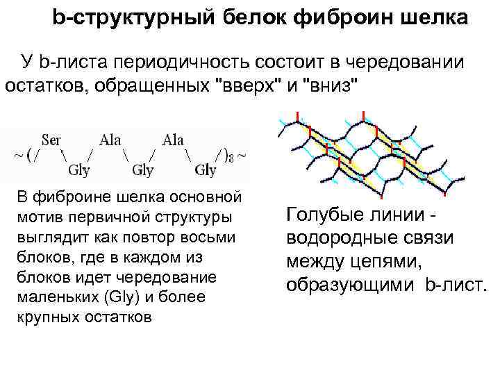 b-структурный белок фиброин шелка У b-листа периодичность состоит в чередовании остатков, обращенных "вверх" и