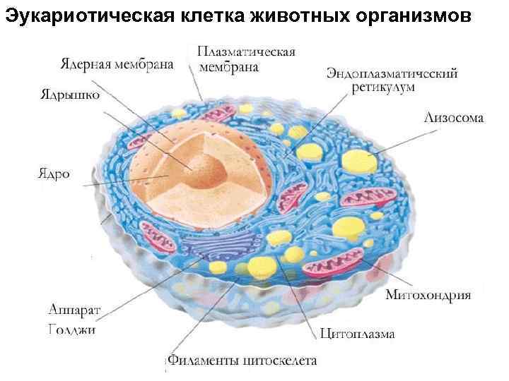 Эукариотических организмов имеется. Строение эукариотической клетки животного схема. Схема эукариотической клетки животного. Строение эукариотических клеток схема. Структура клетки эукариот.