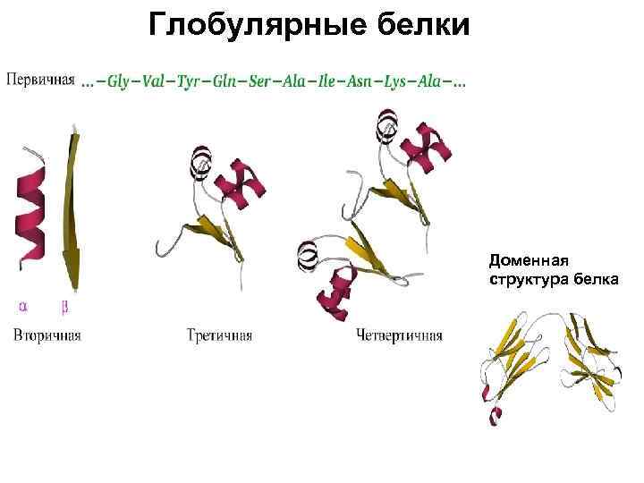 Глобулярные белки Доменная структура белка 