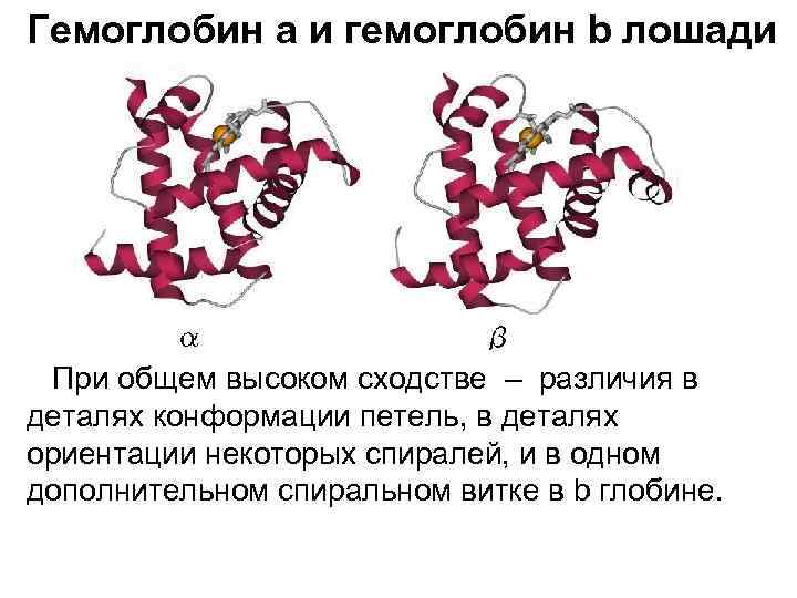 Изменение конформации белка. Конформации гемоглобина. Гемоглобин у лошади. Строение активного центра гемоглобина. Кристаллы гемоглобина.