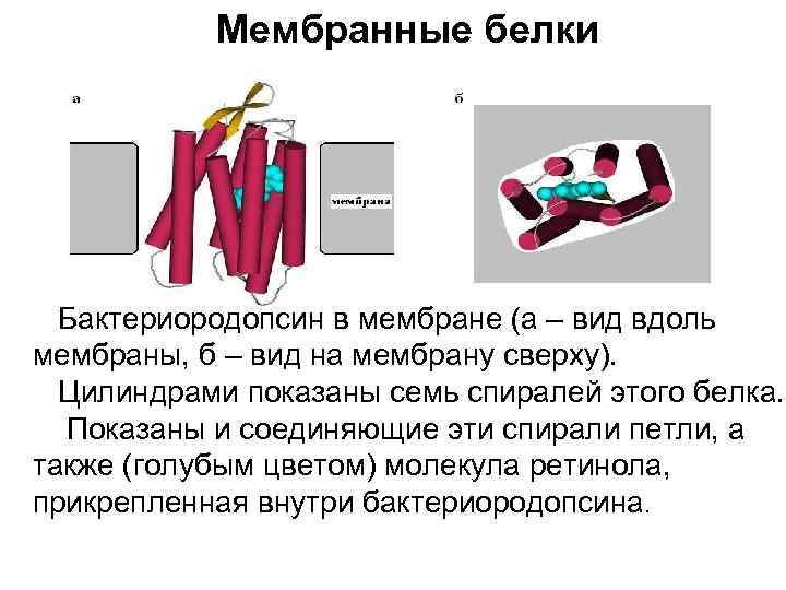 Мембранные белки Бактериородопсин в мембране (а – вид вдоль мембраны, б – вид на