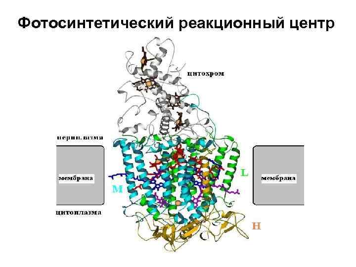 Фотосинтетический реакционный центр 