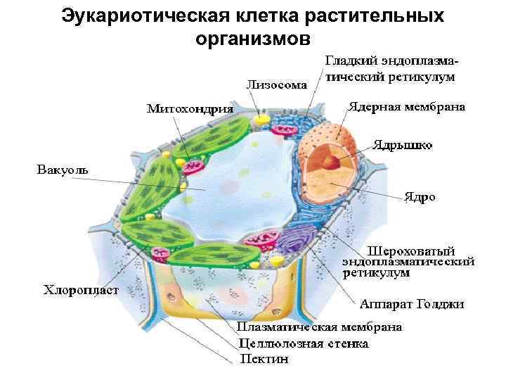 Эукариотическая клетка растительных организмов 