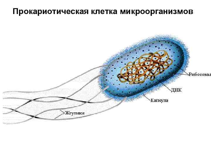 Прокариотическая клетка микроорганизмов 