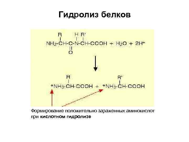 Гидролиз белка схема