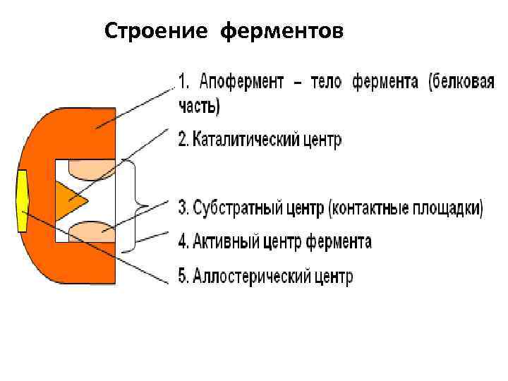 Строение ферментов 