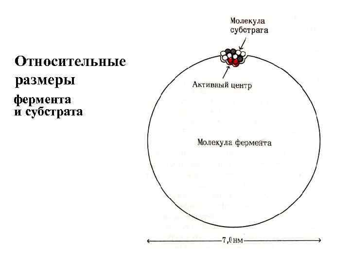 Относительные раз. Относительный размер. Размер фермента в сравнении.