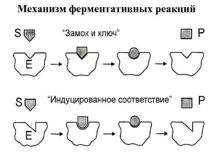 Механизм ферментативных реакций 