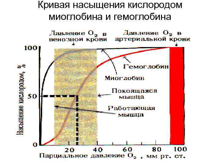 Кривая насыщения кислородом миоглобина и гемоглобина 