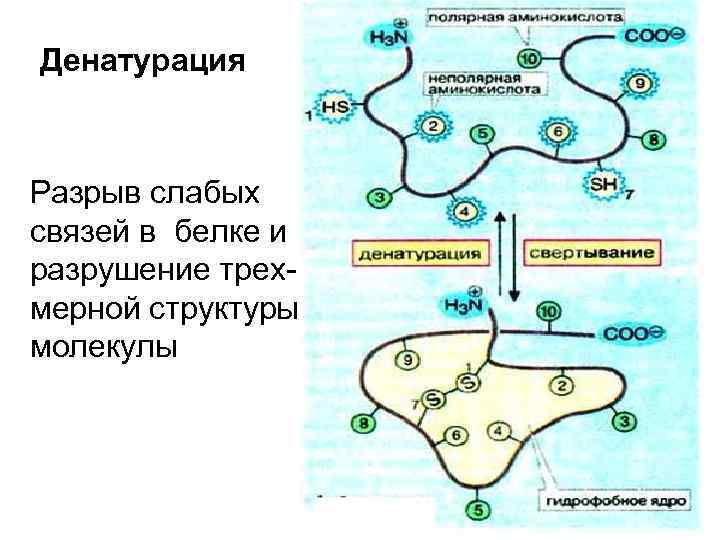 Денатурация Разрыв слабых связей в белке и разрушение трехмерной структуры молекулы 