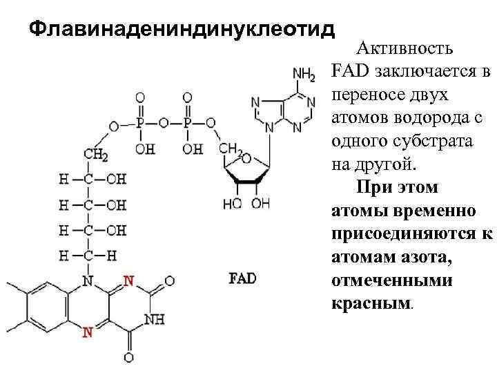 Каким номером на рисунке обозначена структура в которой происходит окисление молекулы надф 2н