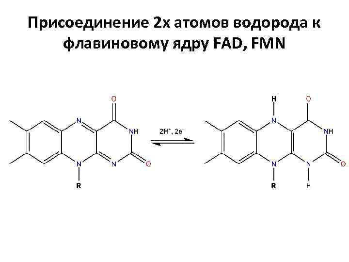 Присоединение 2 х атомов водорода к флавиновому ядру FAD, FMN 