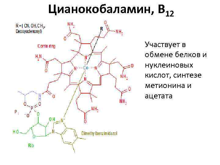 Цианокобаламин, B 12 Участвует в обмене белков и нуклеиновых кислот, синтезе метионина и ацетата