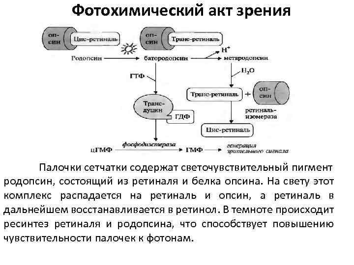 Фотохимический акт зрения Палочки сетчатки содержат светочувствительный пигмент родопсин, состоящий из ретиналя и белка