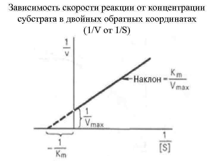 Зависимость скорости реакции от концентрации субстрата в двойных обратных координатах (1/V от 1/S) 