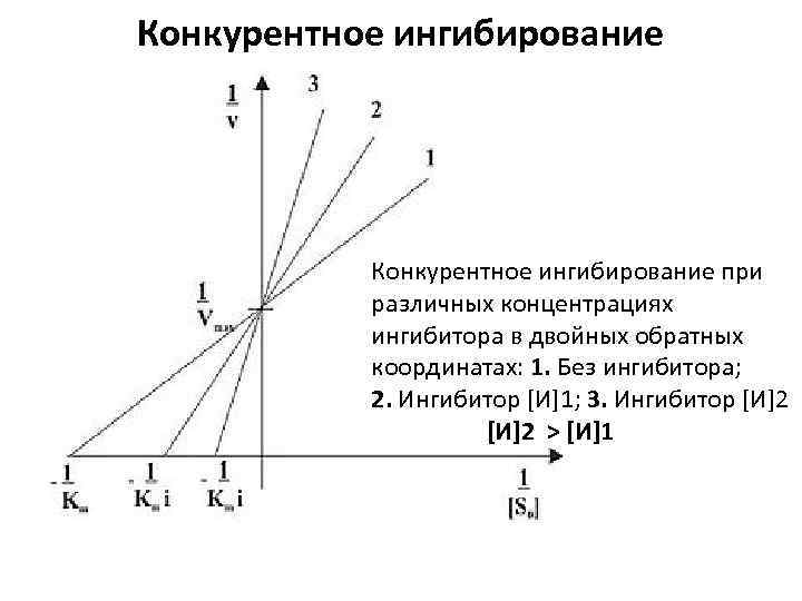 Конкурентное ингибирование при различных концентрациях ингибитора в двойных обратных координатах: 1. Без ингибитора; 2.