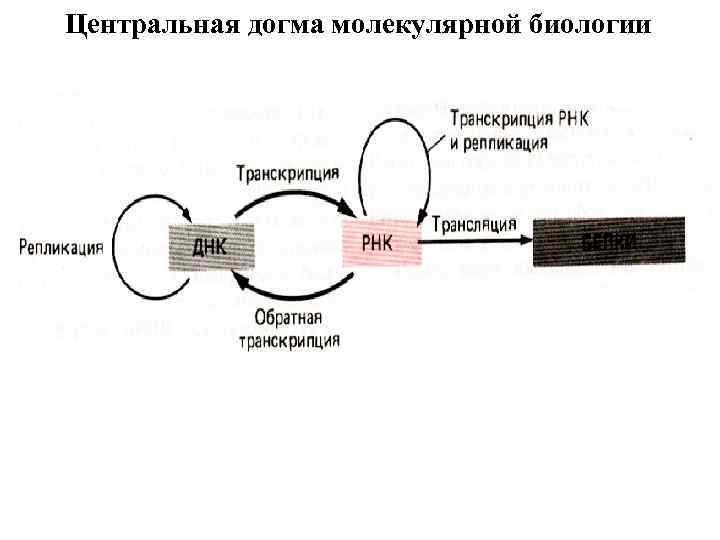 Центральная догма молекулярной биологии