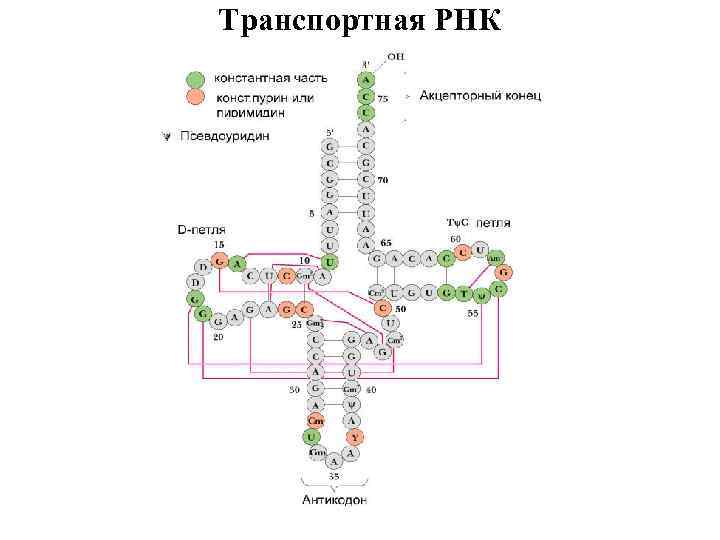 Транспортная РНК 