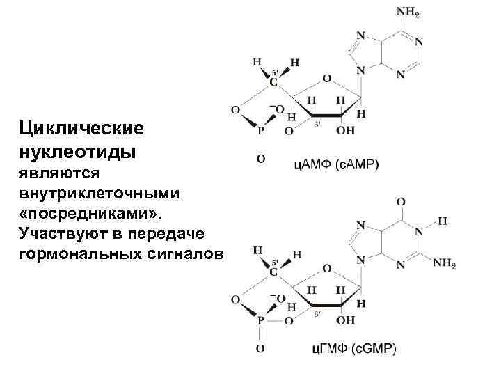 Перечислите функции нуклеотидов. Циклического нуклеотида тимидин-3',5'- циклофосфата. Циклические нуклеотиды биохимия. Циклические нуклеотиды ц амф ц ГМФ служат. Циклические нуклеотиды биохимия и функции.