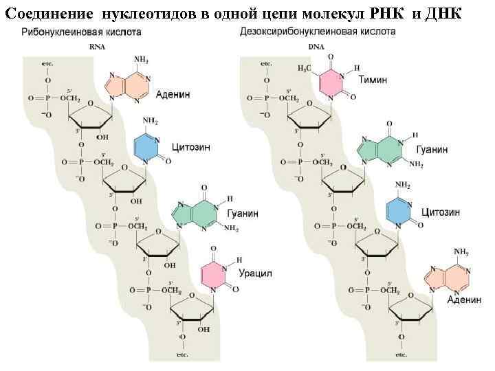 Соединение нуклеотидов в одной цепи молекул РНК и ДНК 