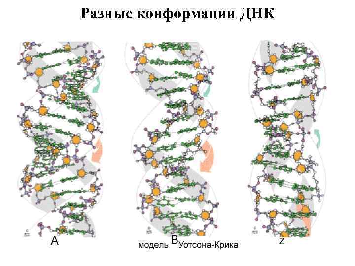 Разные конформации ДНК 