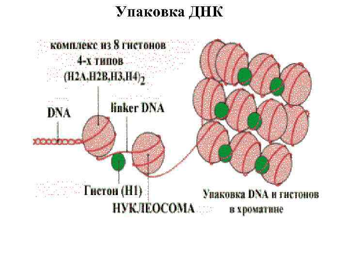 Упаковка ДНК 