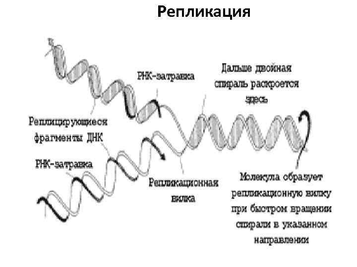 Репликация 